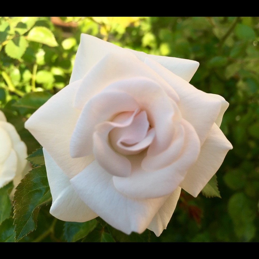 Meet your Posher, Kim